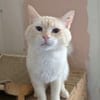 Abricot