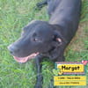 MARGOT