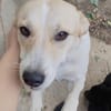 Maiti