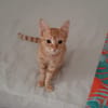 ALVIN