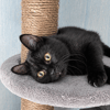 GOYAVE