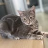MONONOKÉ À ADOPTER AVEC UN CHAT DÉJÀ PRÉSENT CHEZ VOUS