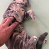 MONONOKÉ À ADOPTER AVEC UN CHAT DÉJÀ PRÉSENT CHEZ VOUS