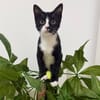 CHIHIRO À ADOPTER AVEC UN CHAT DÉJÀ PRÉSENT CHEZ VOUS