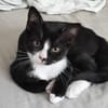 CHIHIRO À ADOPTER AVEC UN CHAT DÉJÀ PRÉSENT CHEZ VOUS