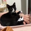 CHIHIRO À ADOPTER AVEC UN CHAT DÉJÀ PRÉSENT CHEZ VOUS