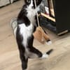 CHIHIRO À ADOPTER AVEC UN CHAT DÉJÀ PRÉSENT CHEZ VOUS