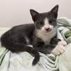 ARRIETY À ADOPTER AVEC UN CHAT DÉJÀ PRÉSENT CHEZ VOUS