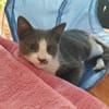 ARRIETY À ADOPTER AVEC UN CHAT DÉJÀ PRÉSENT CHEZ VOUS
