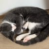 ARRIETY À ADOPTER AVEC UN CHAT DÉJÀ PRÉSENT CHEZ VOUS