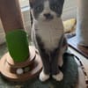 ARRIETY À ADOPTER AVEC UN CHAT DÉJÀ PRÉSENT CHEZ VOUS