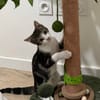 KANTO À ADOPTER AVEC UN CHAT DÉJÀ PRÉSENT CHEZ VOUS