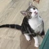 KANTO À ADOPTER AVEC UN CHAT DÉJÀ PRÉSENT CHEZ VOUS