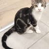 KANTO À ADOPTER AVEC UN CHAT DÉJÀ PRÉSENT CHEZ VOUS