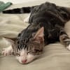 KANTO À ADOPTER AVEC UN CHAT DÉJÀ PRÉSENT CHEZ VOUS