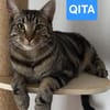 QITA À ADOPTER AVEC UN COPAIN CHAT