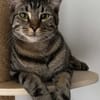 QITA À ADOPTER AVEC UN COPAIN CHAT
