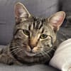 QITA À ADOPTER AVEC UN COPAIN CHAT
