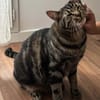 QITA À ADOPTER AVEC UN COPAIN CHAT