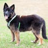 FRANEK, ein toller Hund, der Geborgenheit sucht