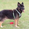FRANEK, ein toller Hund, der Geborgenheit sucht