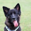 FRANEK, ein toller Hund, der Geborgenheit sucht