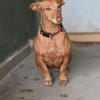Kleine ängstliche Roxie sucht ihr Glück