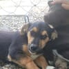 Mimi  kleine Hundedame sucht ihr Zuhause