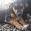 Mimi  kleine Hundedame sucht ihr Zuhause