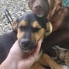 Mimi  kleine Hundedame sucht ihr Zuhause