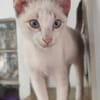 anhänglicher Ramses