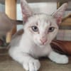 anhänglicher Ramses