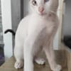 anhänglicher Ramses