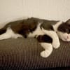 CATLYN & MIYABI wollen zusammen bleiben