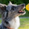 MALIN - sportlich, aktiv und verschmust