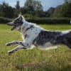 MALIN - sportlich, aktiv und verschmust