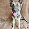 Aria -Bezaubernde Hundedame sucht liebevolles Zuhause!