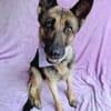 Aria -Bezaubernde Hundedame sucht liebevolles Zuhause!