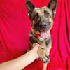 Aria -Bezaubernde Hundedame sucht liebevolles Zuhause!