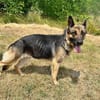 Aria -Bezaubernde Hundedame sucht liebevolles Zuhause!