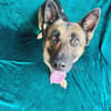Aria -Bezaubernde Hundedame sucht liebevolles Zuhause!