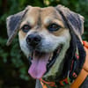 SERVUS MAX, ein Herzenshund sucht sein Glück