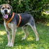 SERVUS MAX, ein Herzenshund sucht sein Glück