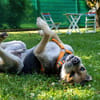 SERVUS MAX, ein Herzenshund sucht sein Glück