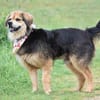 SERVUS MAX, ein Herzenshund sucht sein Glück