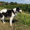 Senior Miki braucht dringend ein neues Zuhause!