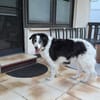 Senior Miki braucht dringend ein neues Zuhause!