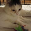 FELIX - charmanter Katermann sucht sein Traumzuhause