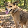 Rüde Vali  lernwillig, anhänglich und sensibel