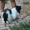 Pamino - verschmuster, lieber Rüde